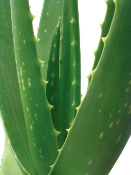 02.05.2008: Voor vier euro per stuk kochten we twee Aloe Vera plantjes bij AVRI in Oosterhout. Klik voor groter.